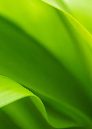 Акт обследования зеленых насаждений